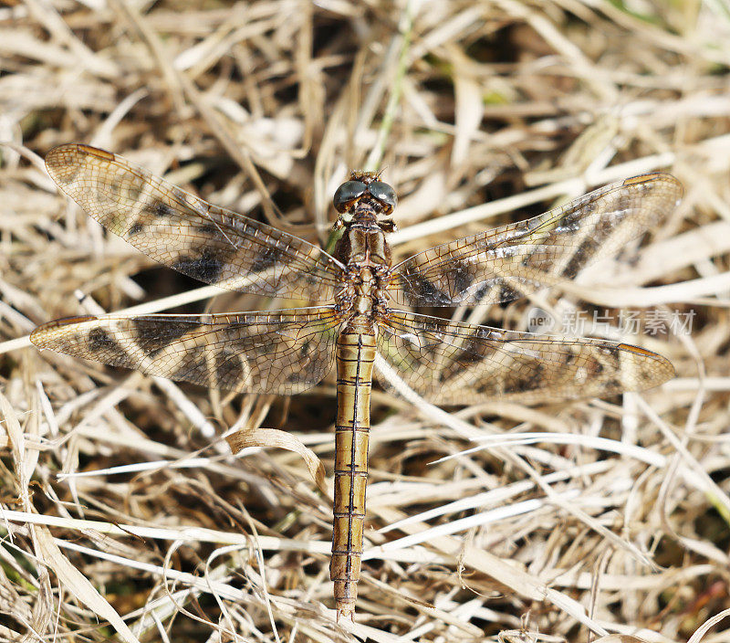 龙骨Skimmer (Orthetrum coerulescens)雌性